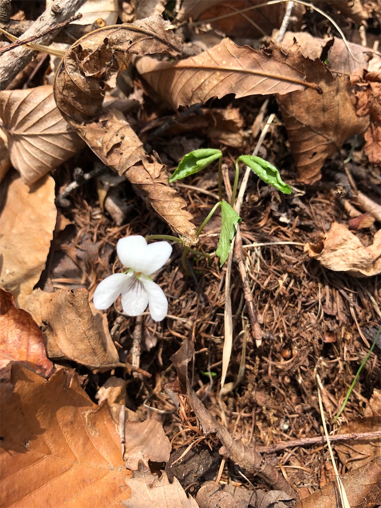 f:id:ak46jp:20190513140425j:image f:id:ak46jp:20190513140425j:image