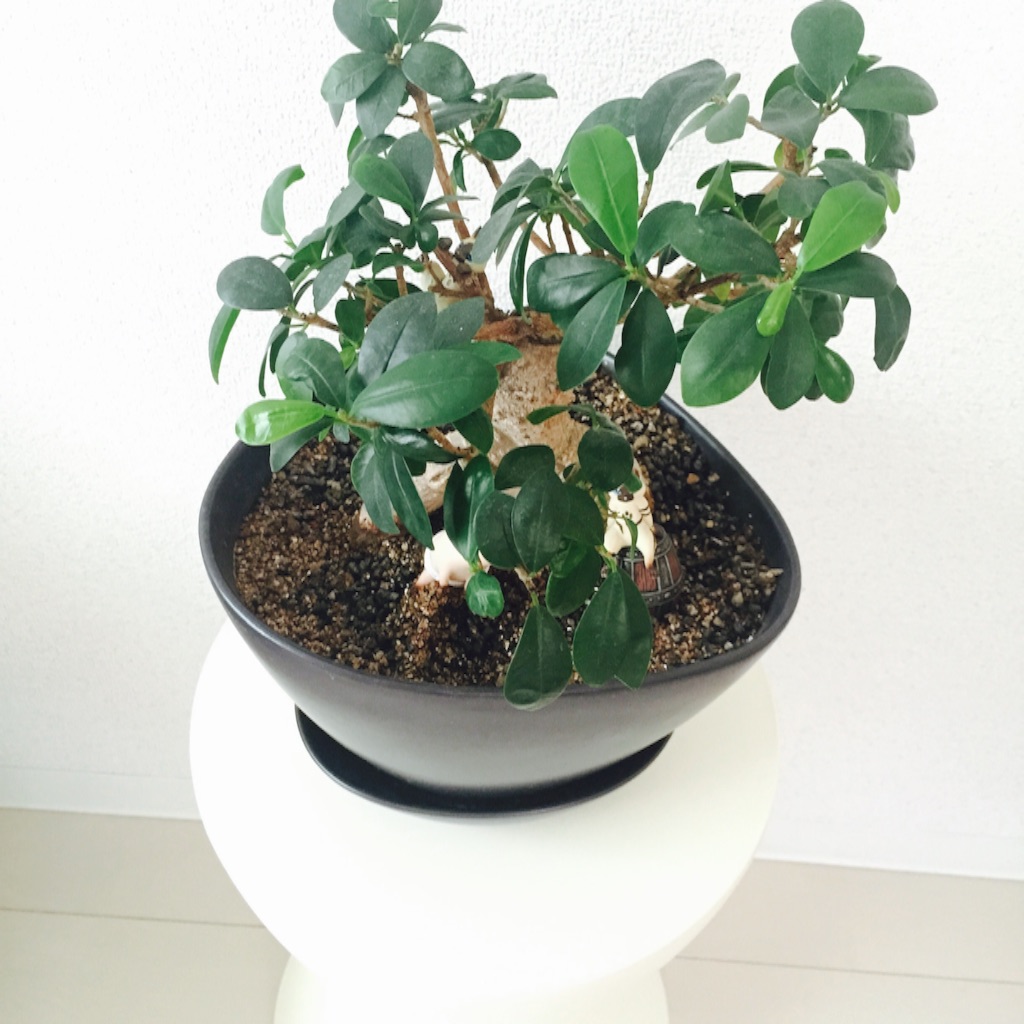 カルテル プリンスアハ 植物を置いた画像