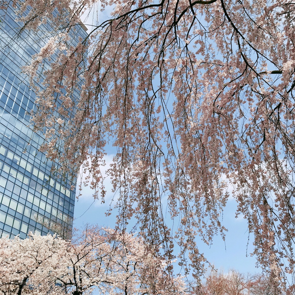 ビルと桜 写真