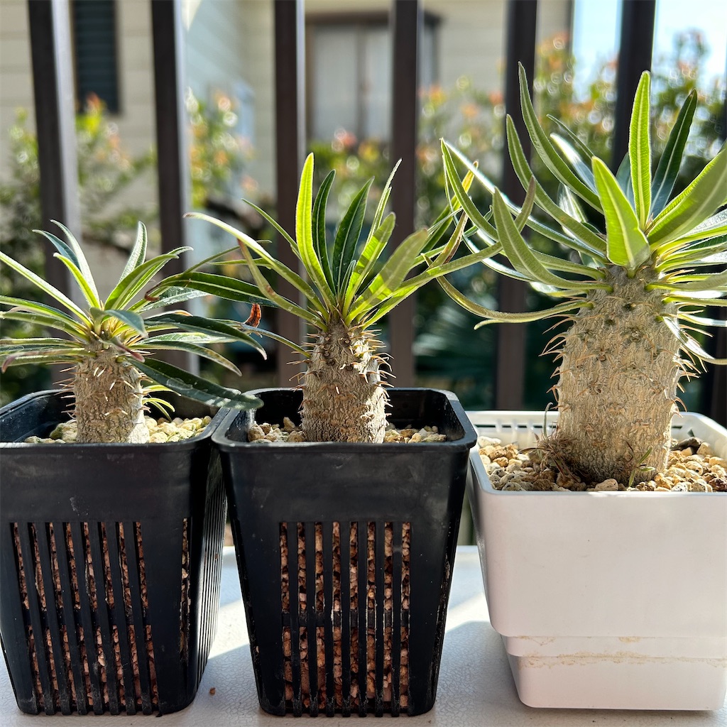 🌱グラキリスの水やり観察 - 塊根植物を愛でながら飲むコーヒー
