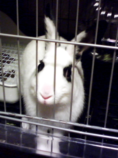 f:id:aka000000:20110406021018j:image