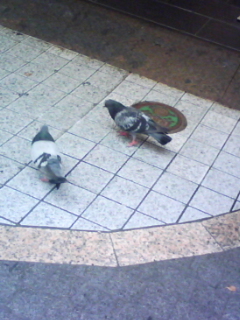 リアルポケモンバトル もこのこゲームぽっけと リアルポケモンバトル もこのこゲームぽっけと