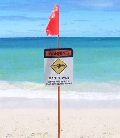 ハワイ サーフィン 初心者 ポイント クラゲ ハワイ サーフィン 初心者 ポイント