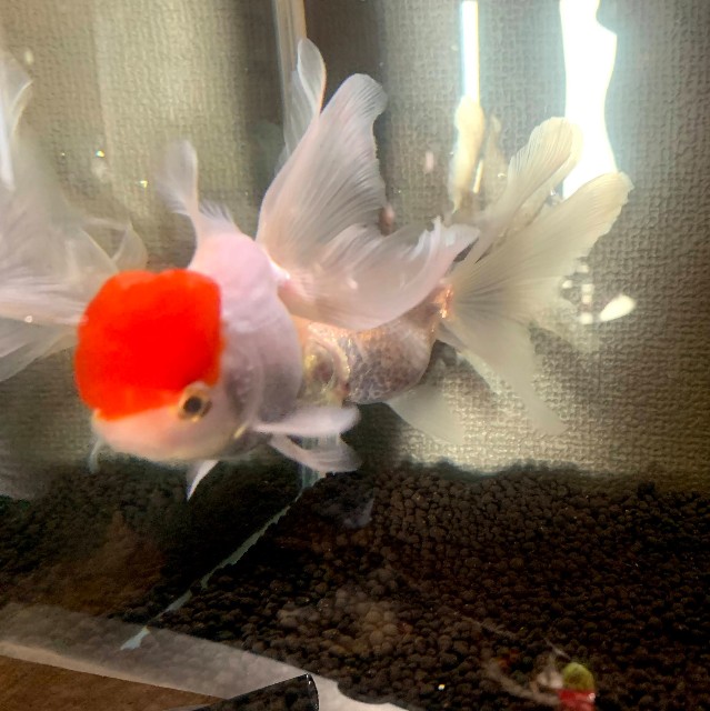 f:id:akaboshisan:20210804182019j:image