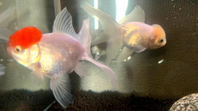 f:id:akaboshisan:20210804182036j:image