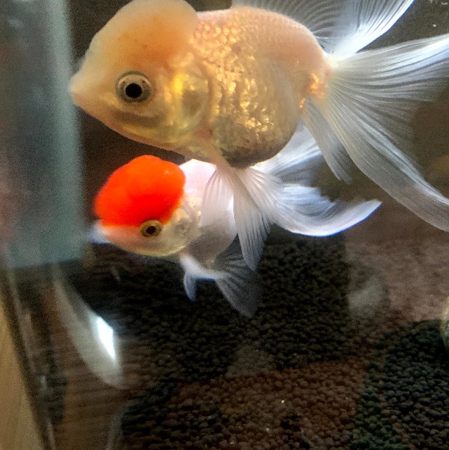 f:id:akaboshisan:20210804182059j:image