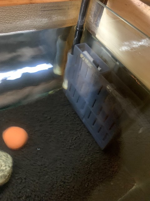 f:id:akaboshisan:20210804184342j:image