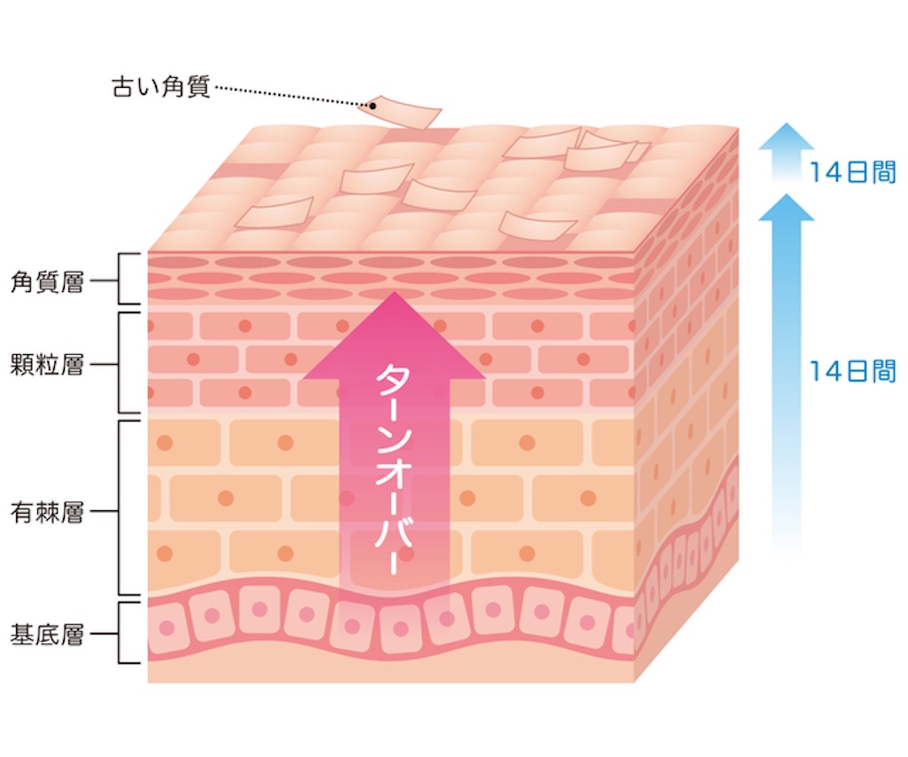 f:id:akachanhada:20211204204539j:image
