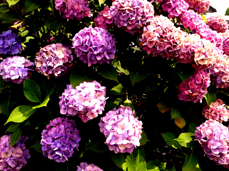 f:id:akagaitamori:20120708130345j:image f:id:akagaitamori:20120708130345j:image