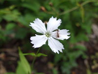 f:id:akagi39:20101123063618j:image