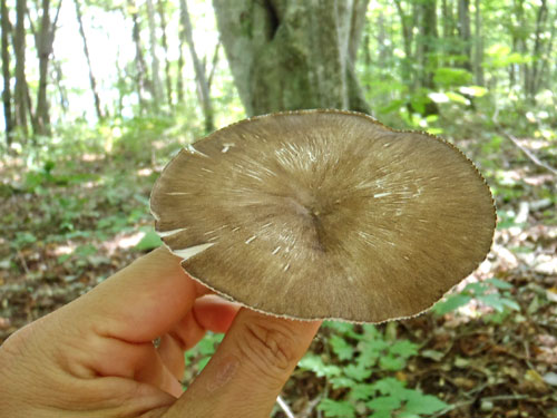 個別「ヒロヒダタケ？表」の写真、画像 akagi39's fotolife