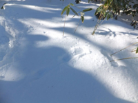 雪の中に消える足跡