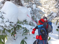 枝に積もった冠雪