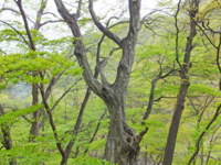 f:id:akagi39:20130509040539j:image