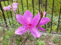 f:id:akagi39:20130509043749j:image