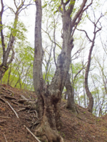 f:id:akagi39:20130509053806j:image