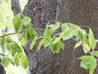 f:id:akagi39:20130509062130j:image
