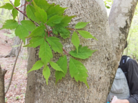 f:id:akagi39:20130509173506j:image