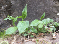 f:id:akagi39:20130509183005j:image