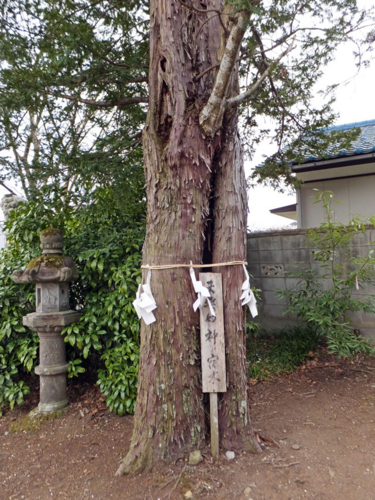 天然の妙　神の宿り木・御神木