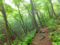 旧碓氷峠遊覧歩道で森林浴