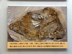 個別「群馬県埋蔵文化財調査センター発掘情報館」の写真、画像 akagi39's fotolife