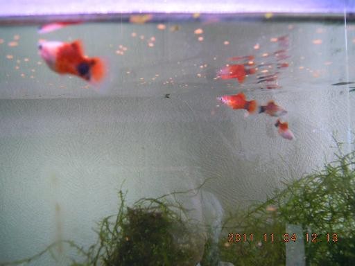 f:id:akaginobushi:20111104121321j:image:w360