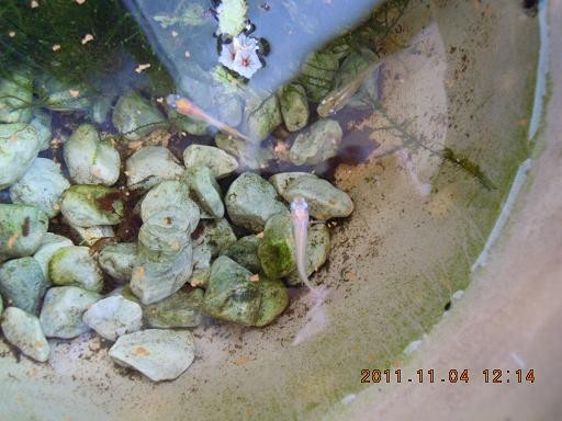 f:id:akaginobushi:20111104121448j:image:w360