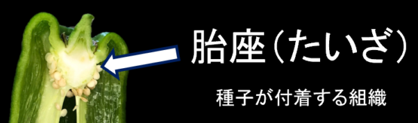 ピーマン胎座(わた)