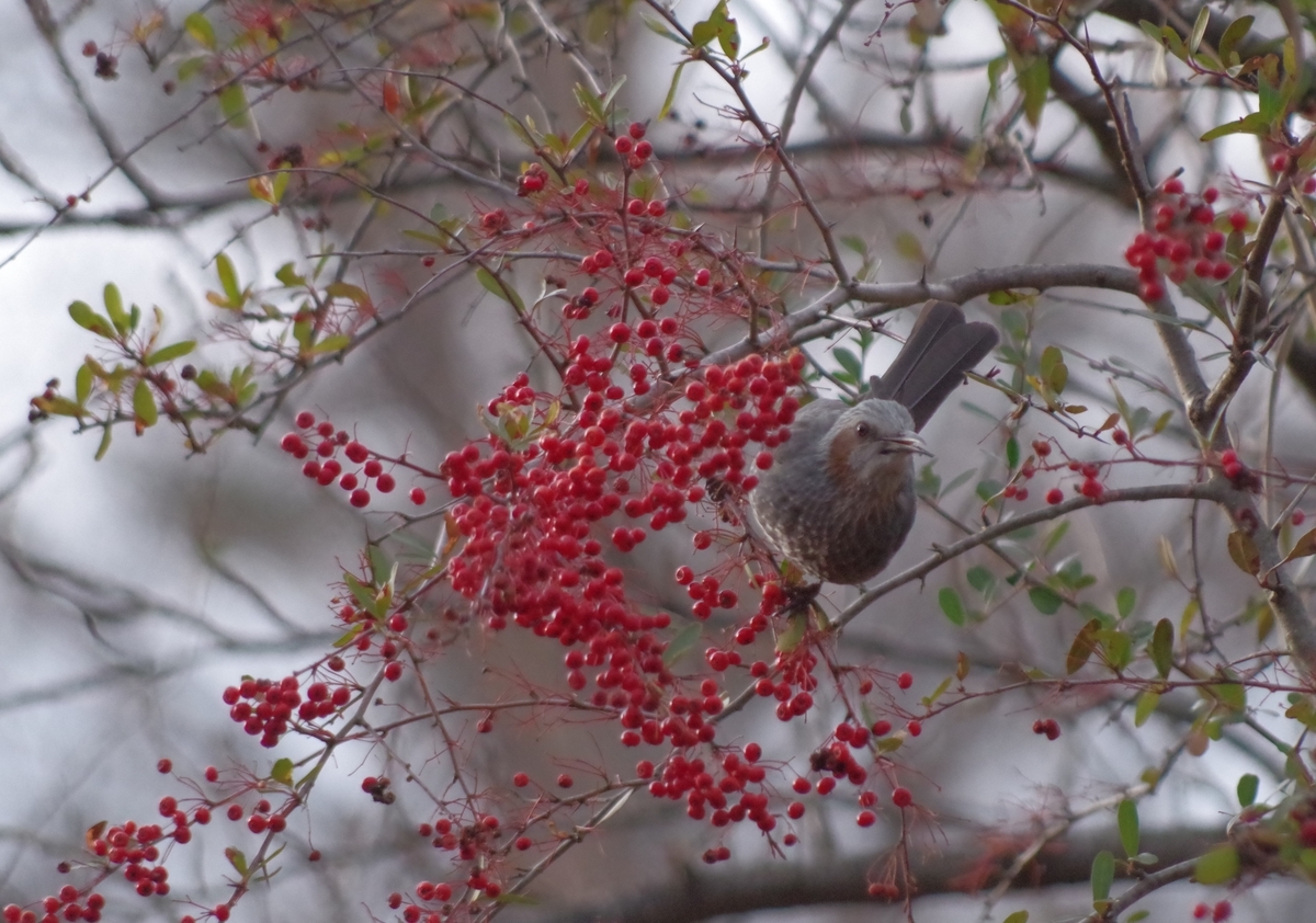 f:id:akaharashiroharatoratugumi:20210820185433j:plain