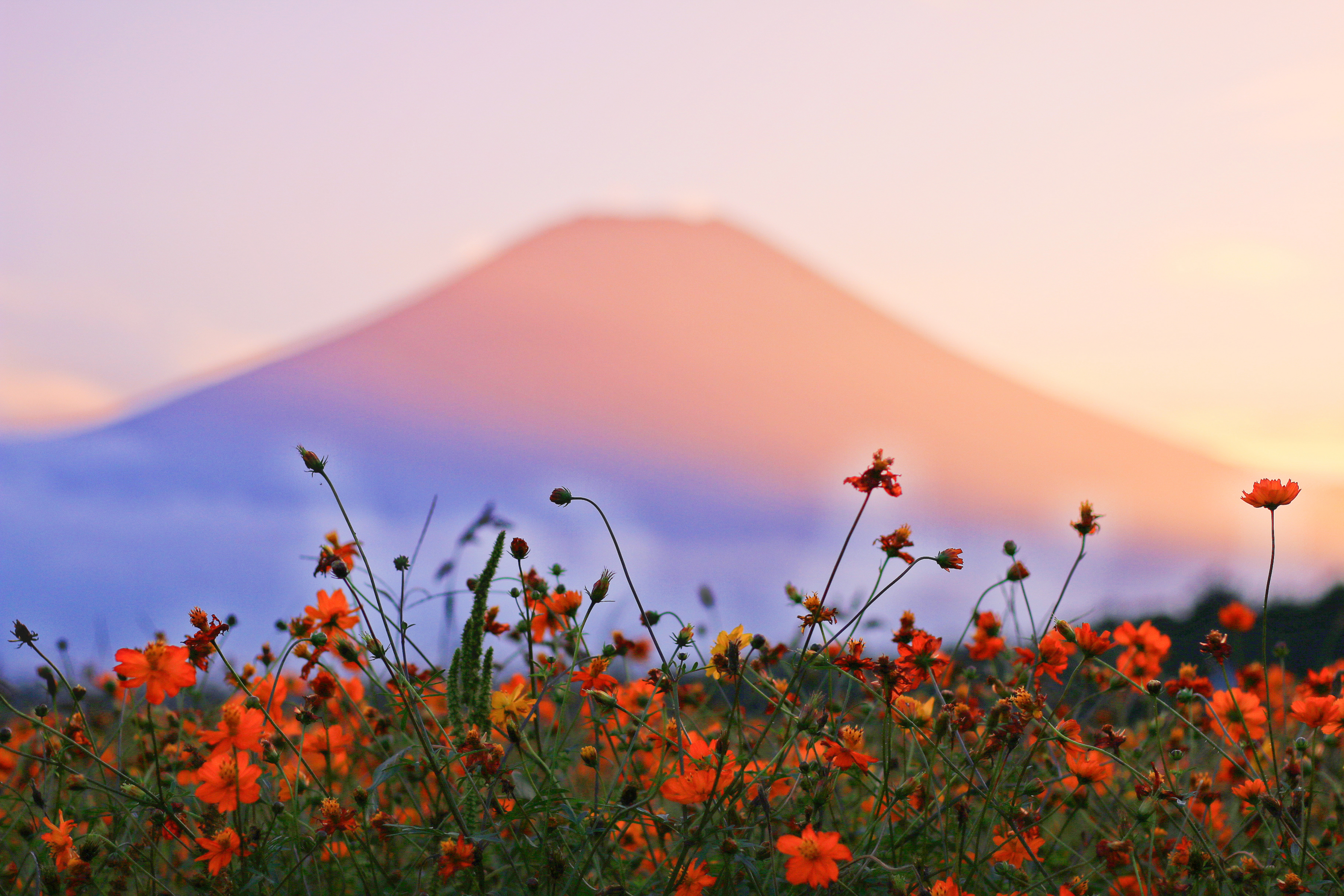 f:id:akaheru-d:20180703205055j:plain f:id:akaheru-d:20180703205055j:plain