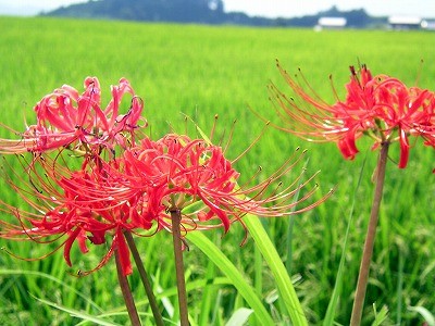 f:id:akaibara:20060916121434j:image