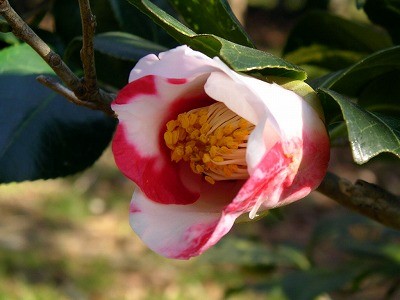 f:id:akaibara:20061115105750j:image