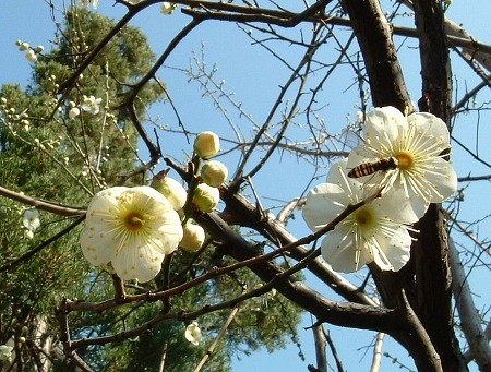 f:id:akaibara:20070131140950j:image