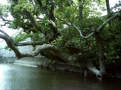 f:id:akaibara:20070214221431j:image