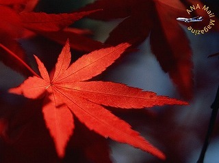 f:id:akaibara:20071011182137j:image