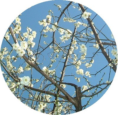 f:id:akaibara:20080219124802j:image