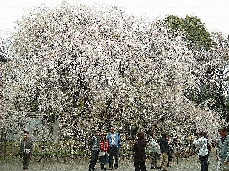 f:id:akaibara:20080403134428j:image