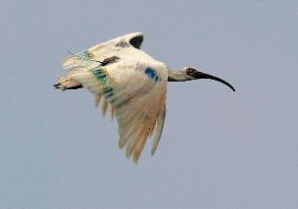 f:id:akaibara:20080926111238g:image