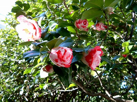f:id:akaibara:20090302102022j:image