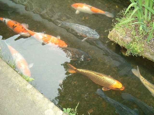 f:id:akaibara:20090506160322j:image:w300