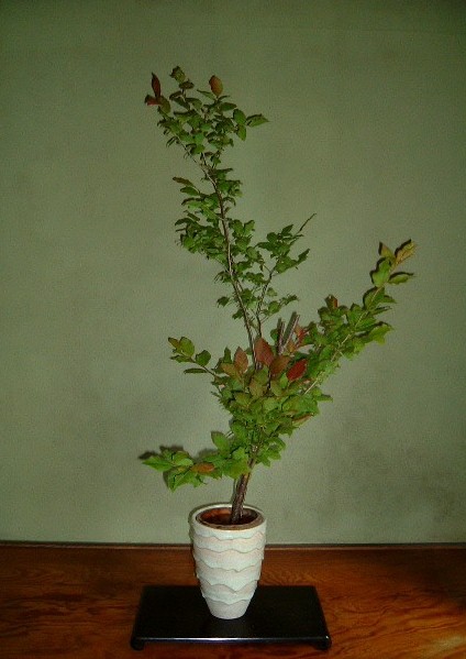 f:id:akaibara:20090604132556j:image:w400
