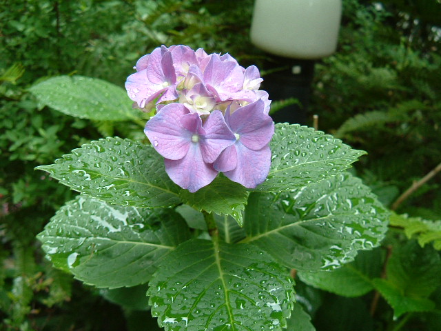 f:id:akaibara:20090605092911j:image:w400