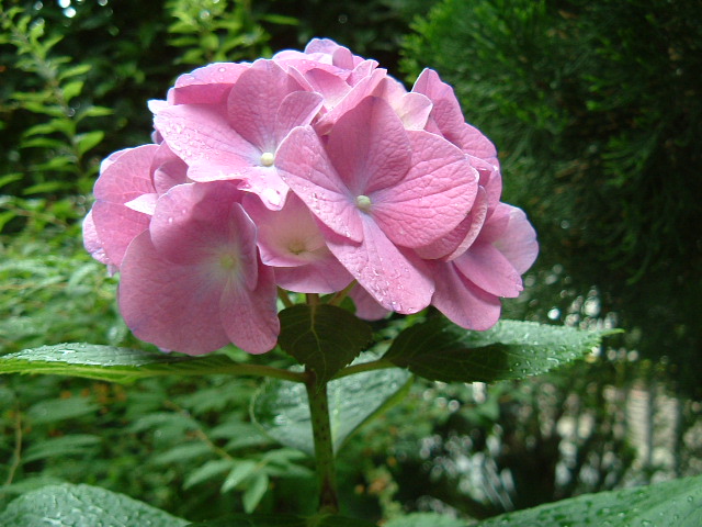 f:id:akaibara:20090605092919j:image:w400