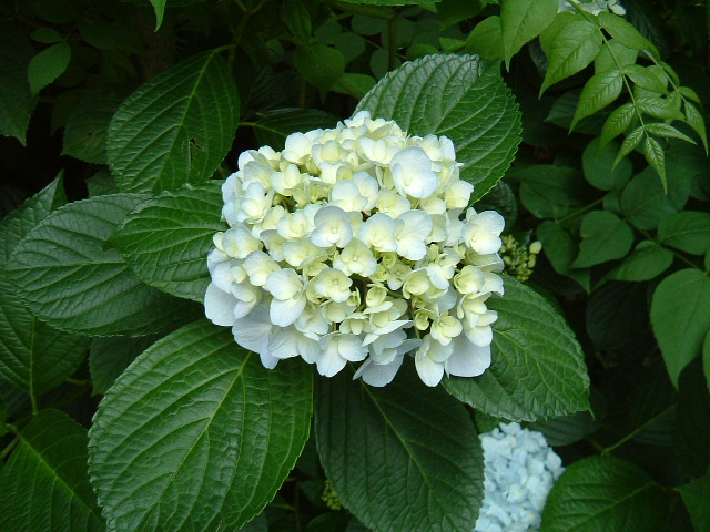 f:id:akaibara:20090610220243j:image:w400