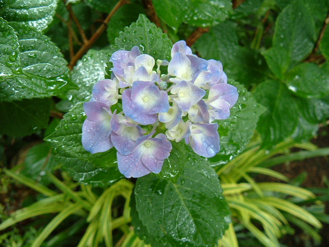f:id:akaibara:20090613164858j:image:w400