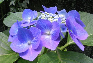 f:id:akaibara:20090616160450j:image