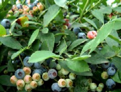 f:id:akaibara:20090619151209j:image