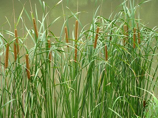 f:id:akaibara:20090621175651j:image