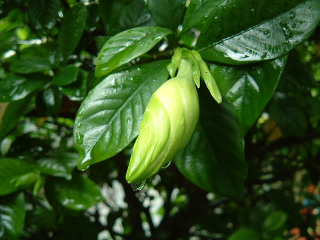 f:id:akaibara:20090624135309j:image:w400